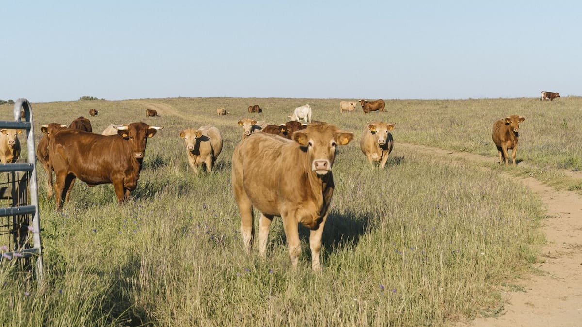 6 Things to know before visiting Portugal: Tips for Kiwi travellers