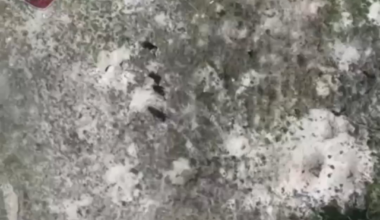 A group of Russians get ambushed by a drone / Large group of Russians take direct FPV hits in a forest causing them to burn completely. Archival footage 2024.