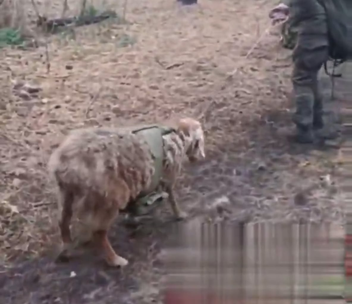 Due to high costs of horses, Russian Forces introduced "battles sheeps".