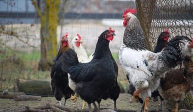Northern Ireland: Poultry ordered to be kept indoors following confirmation of bird flu cases