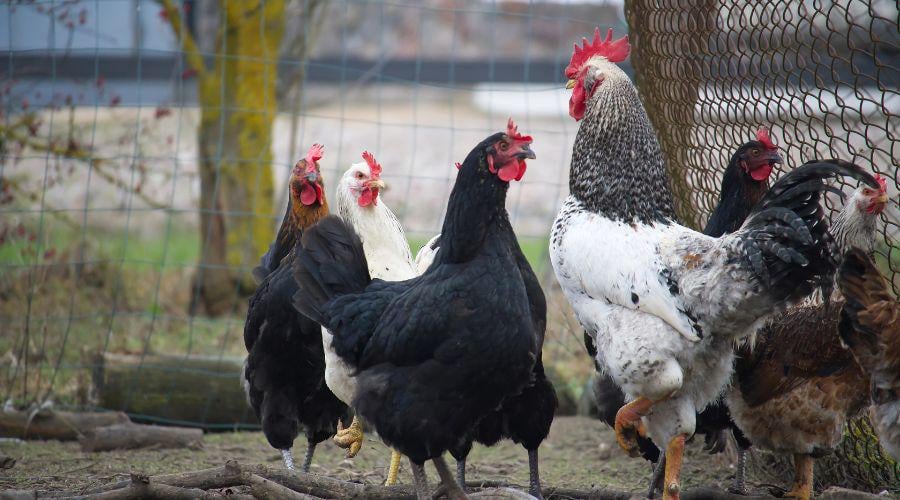 Northern Ireland: Poultry ordered to be kept indoors following confirmation of bird flu cases