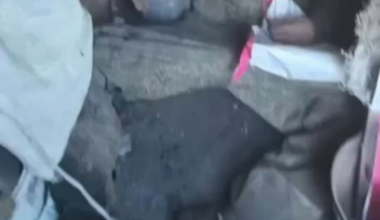 A Colombian mercenary who was fighting for russia in the Pokrovsk area, was eliminated by a Ukrainian defender in close combat. [Graphic content, NSFW]