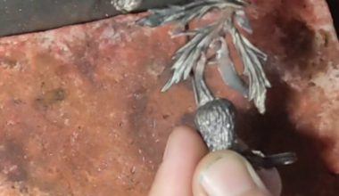 I’m from a completely different country, so sorry if this looks too kitschy or too stereotypical :)
Just wanted to show how I made a kilt pin or coat pin with a thistle design!