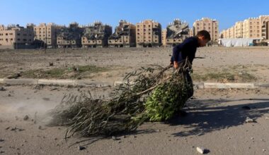 Olive trees in Gaza have almost all been destroyed by Israel