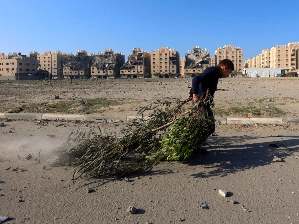 Olive trees in Gaza have almost all been destroyed by Israel