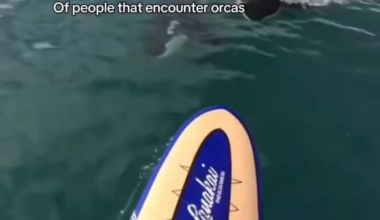 Whit a strange insult