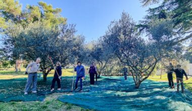 Slovenia missionaries' service reflects olive tree allegory – Church News