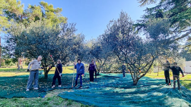 Slovenia missionaries' service reflects olive tree allegory – Church News