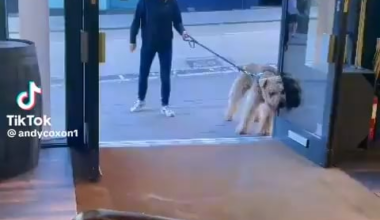 When the dog usually goes for a walk with the husband and stops at the pub for a beer, then one day the missus takes him for a walk 😭