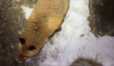 Maître renard, par l'odeur alléché