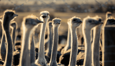 Canadian Ostriches Are Heroes for U.S. Conservatives