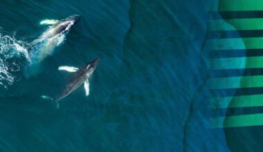 The European Ocean Pact - Oceans and fisheries