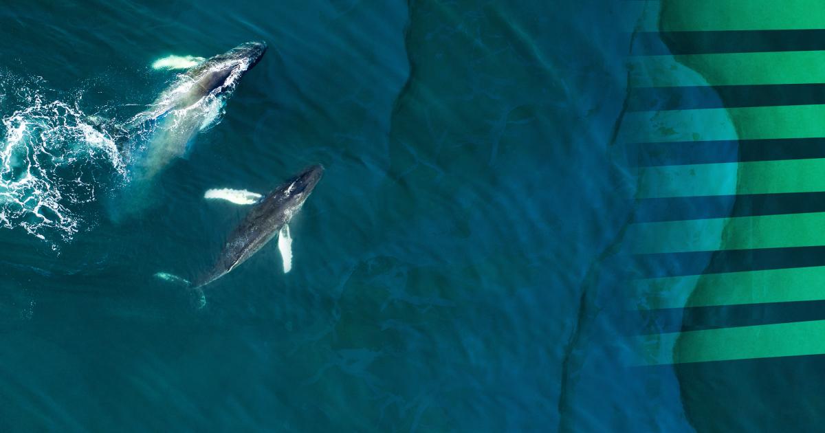 The European Ocean Pact - Oceans and fisheries