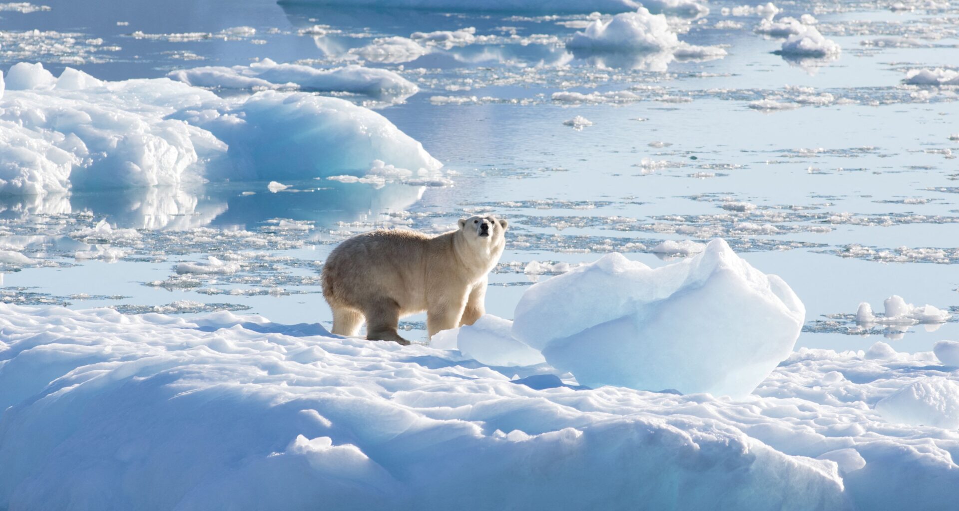 Iceland declares Atlantic current collapse national threat