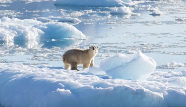 Iceland declares Atlantic current collapse national threat