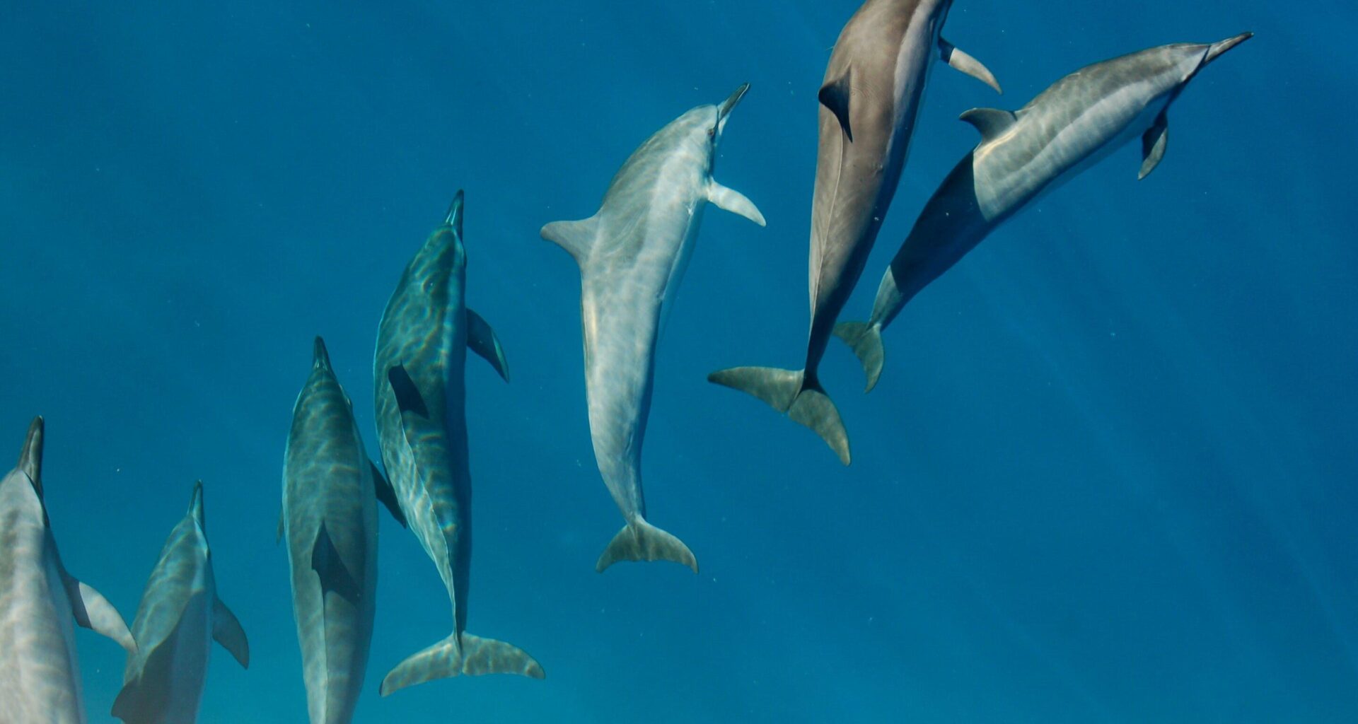 Unprecedented levels of forever chemicals found in dolphins and whales