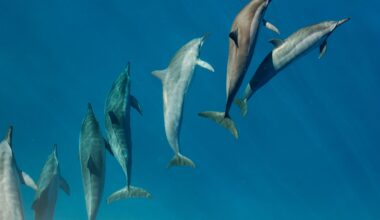 Unprecedented levels of forever chemicals found in dolphins and whales