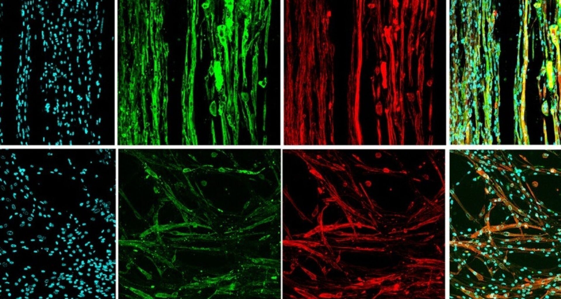 A series of 8 boxes showing various cell types with some blue tinted, some green tinted, and some red tinted