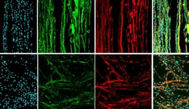 A series of 8 boxes showing various cell types with some blue tinted, some green tinted, and some red tinted
