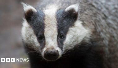 Badger rescued after falling down manhole