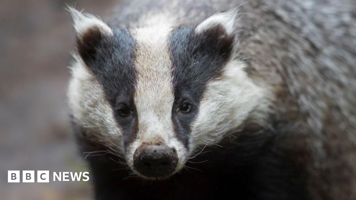 Badger rescued after falling down manhole
