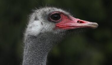 CFIA manual describes sitting on ostriches to inject lethal drug as B.C. cull ruling nears - CTV News