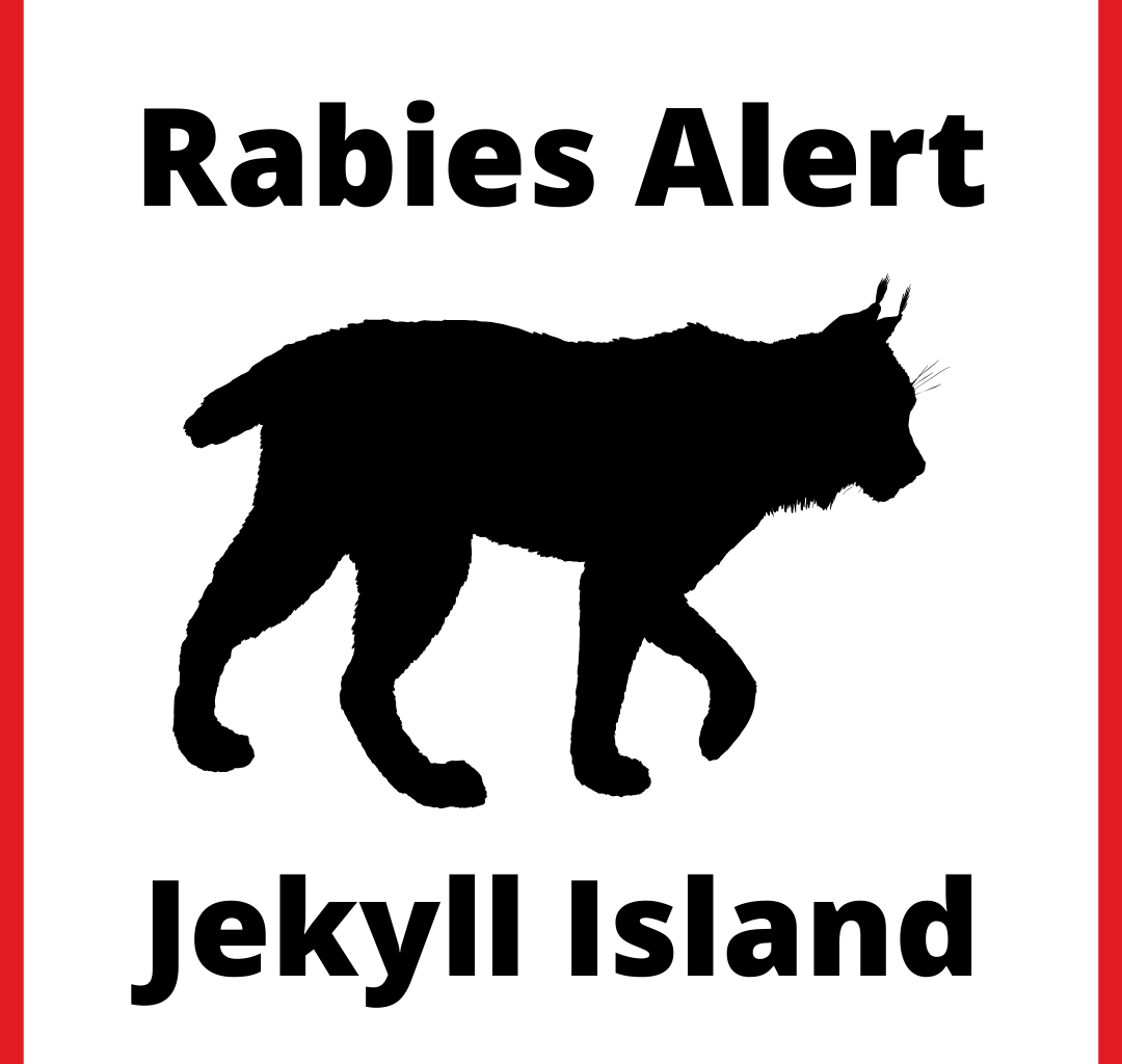 Bobcat on Jekyll Island Tests Positive for Rabies