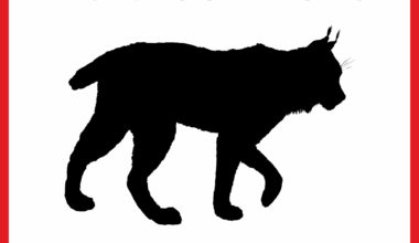 Bobcat on Jekyll Island Tests Positive for Rabies