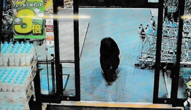 How Japan is helping hotels protect open-air baths amid deadly bear attacks