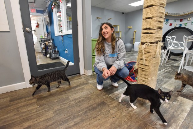Owner of Purrfect Mugs Cat Cafe Vikki Kenyon talks with...