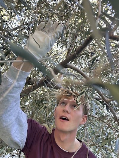 Elder Jonas Corbridge, a missionary serving in the Adriatic North Mission, harvests olives at the Debeli Rtič Health Resort on the Adriatic Sea in Slovenia on Friday, Nov. 7, 2025.