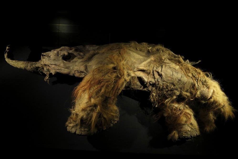Scientists extract viable RNA from woolly mammoth remains