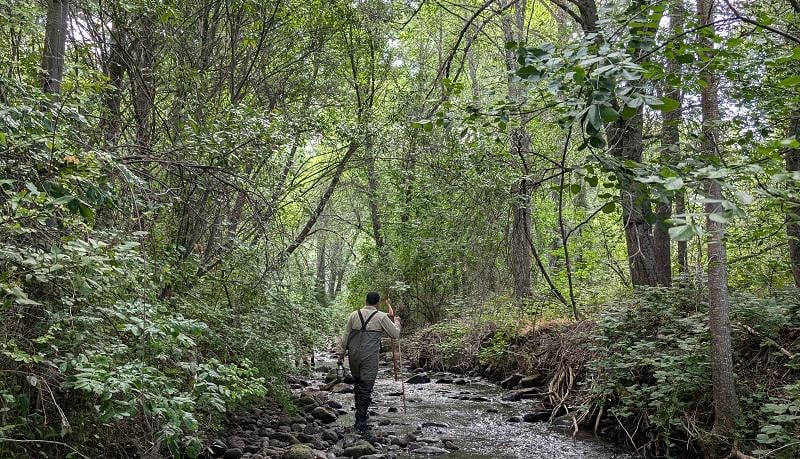 10,000 Salmon Observed One Year After Klamath Dam Removal