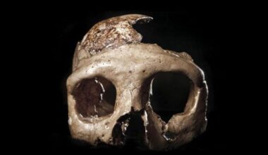 Famous Neanderthal ‘Skull C’ from Krapina goes on display in Zagreb