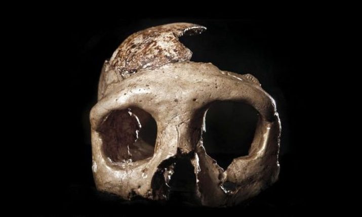 Famous Neanderthal ‘Skull C’ from Krapina goes on display in Zagreb