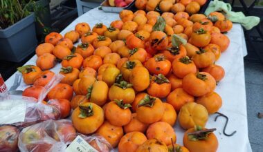 Kaki Ernte von letzter Woche