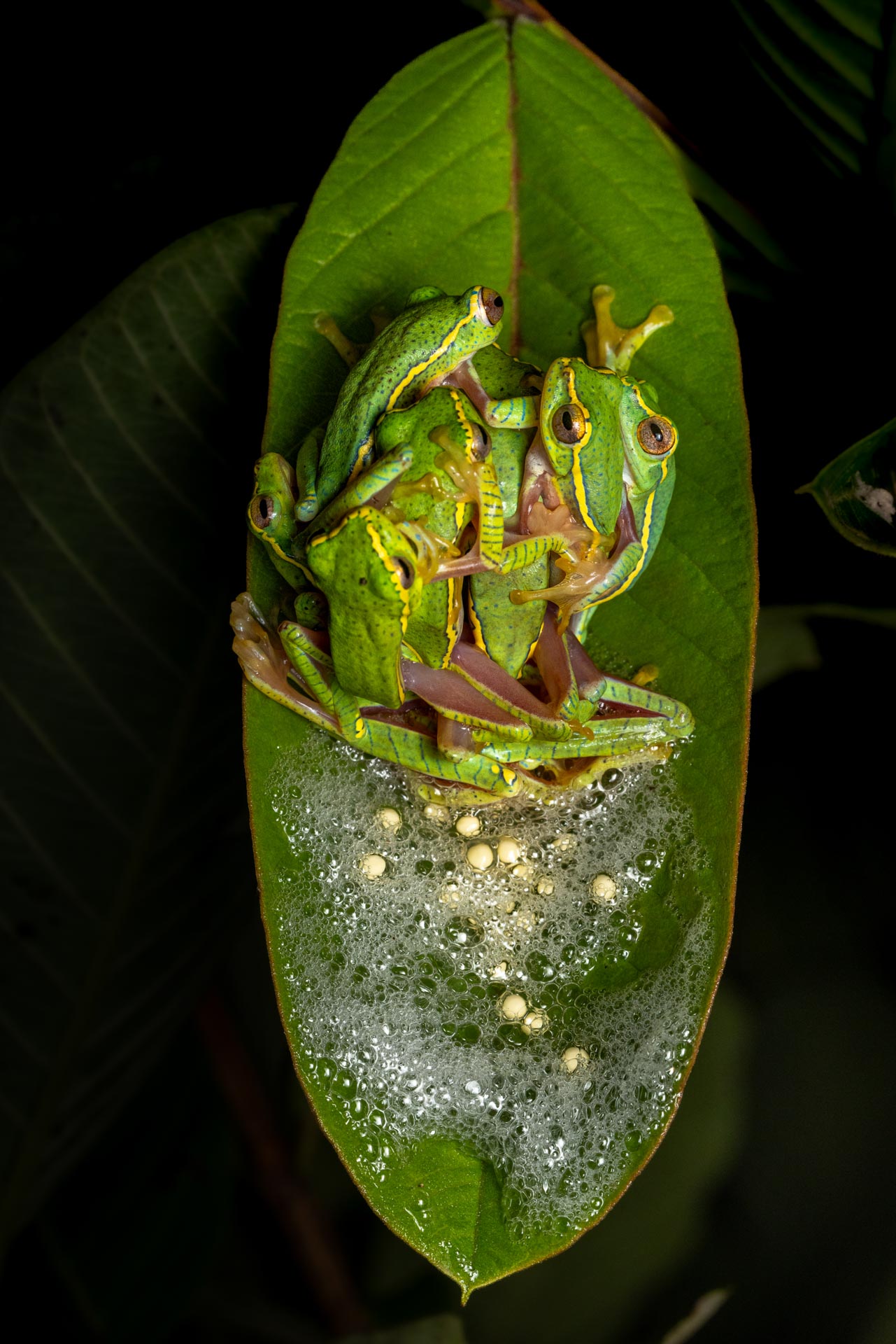 a group of frogs on a leaf