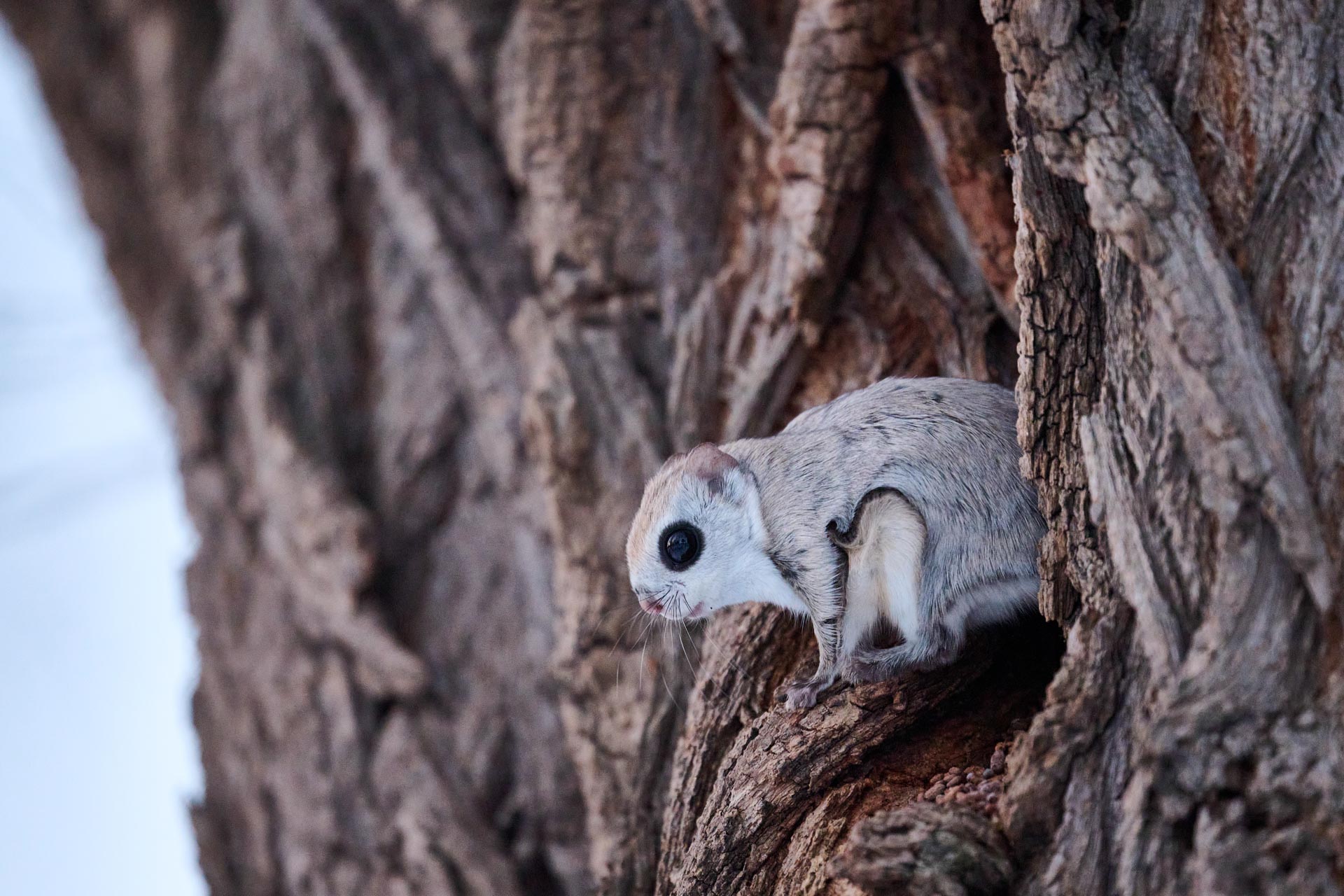 A flying squirrel is standing at the entrance of its loge