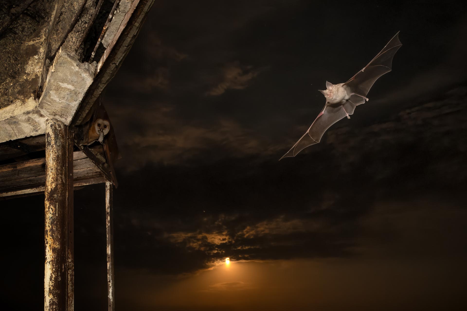 a bat and an owl fly at night