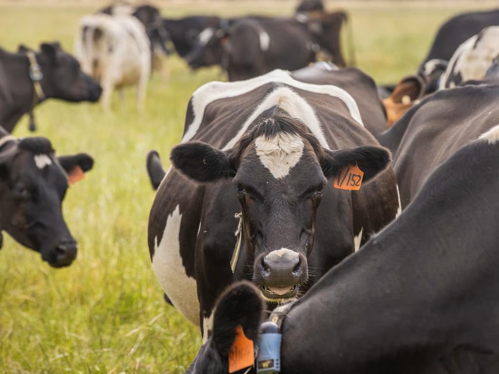 Tariff Fallout US Trade War Boosts Aussie Dairy Exports