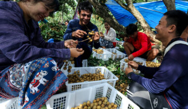 Leaving border camps for orchards, Myanmar refugees join Thai workforce