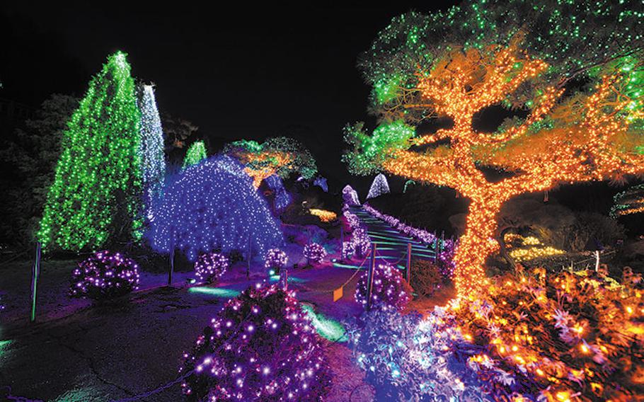 trees are illuminated.