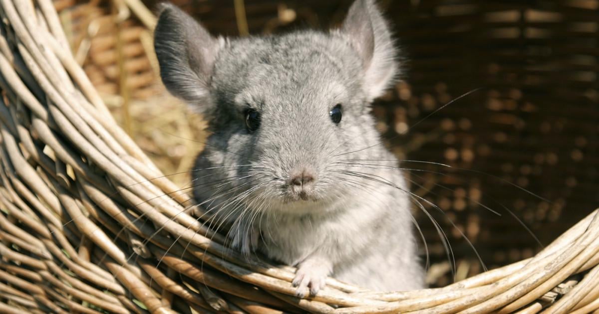 AUR vrea anularea legii care interzice fermele de șinșile și nurci ucise pentru blană, majoritatea deținute de companii străine