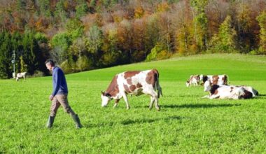 Trade War Fallout: 39% Trump Tariff Creates Swiss Milk Glut