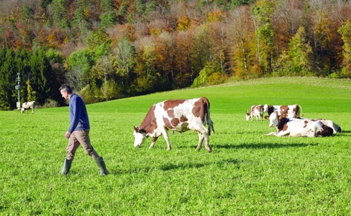 Trade War Fallout: 39% Trump Tariff Creates Swiss Milk Glut