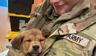 ‘A piece of our service:’ Four National Guardsmen adopt puppies they rescued in Western Alaska