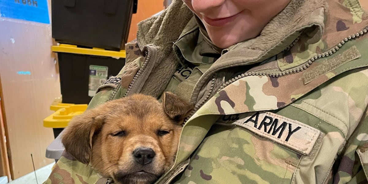 ‘A piece of our service:’ Four National Guardsmen adopt puppies they rescued in Western Alaska