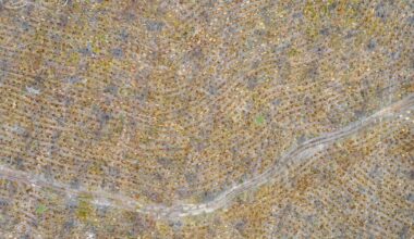 Skogar som kalhöggs på 1950-talet är fort­farande art­fattigare