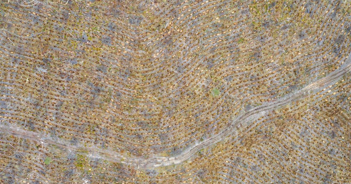 Skogar som kalhöggs på 1950-talet är fort­farande art­fattigare