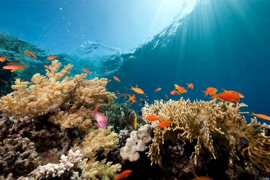 Oceans at COP30: Moving Beyond Pledges to Build an Architecture for Change
